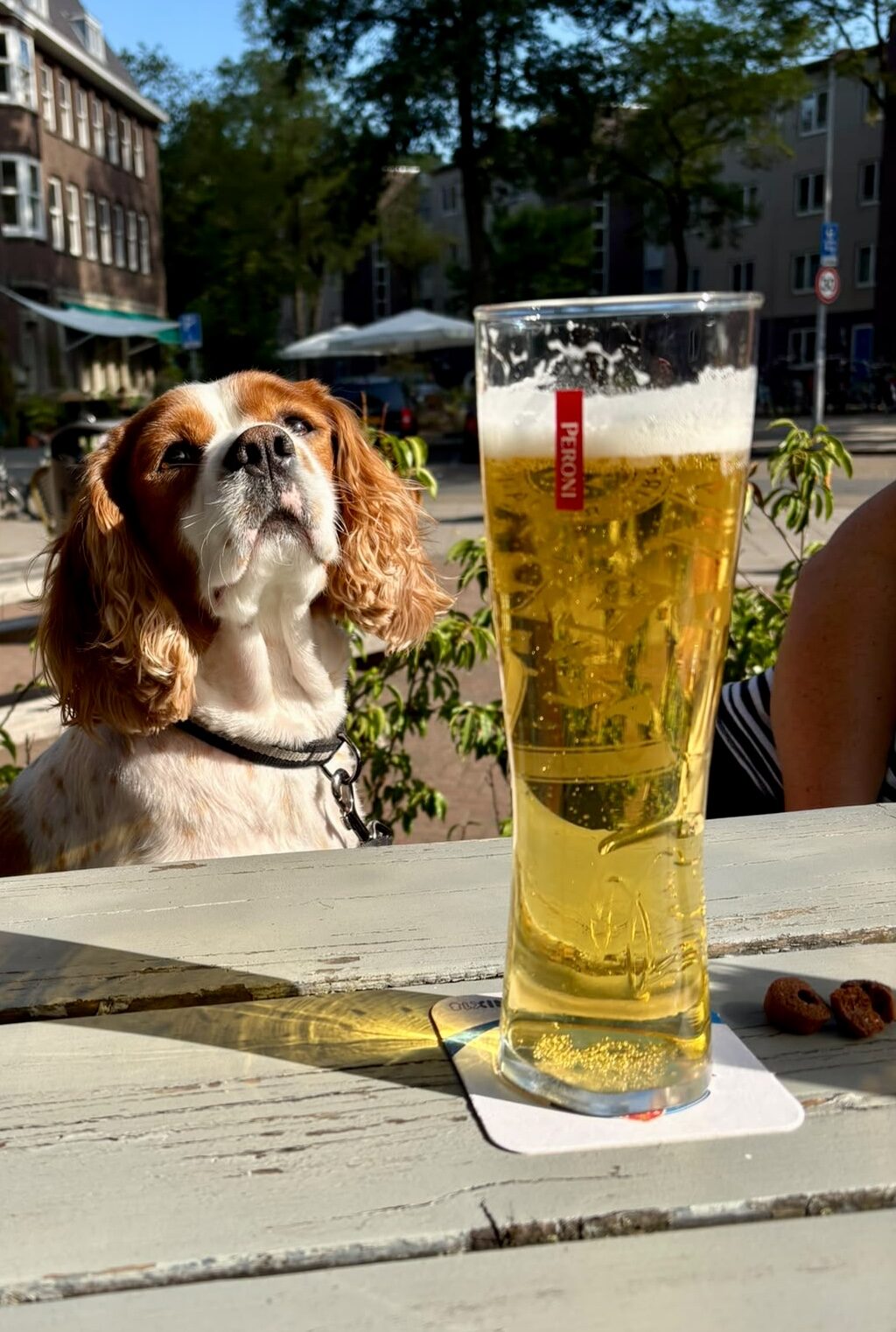 Een hond op het terras naast een glas bier